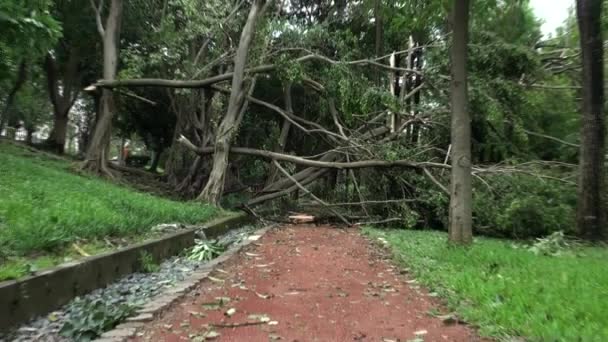 Zuhanó Fák Roncsok Daan Parkból Melyeket Typhoon Soulik Pusztított Taipei — Stock videók