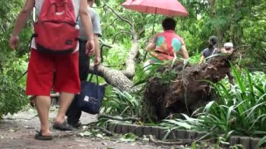 Taipei, Tayvan-13 Temmuz 2013: Yürüyen insanlar, devrilen ağaçların kökleri ve Daan parkının yıkıntıları Tayfun Soulik tarafından yok edildi, doğal afetler, tayfunlar, kasırgalar, Dan videoları için mükemmel