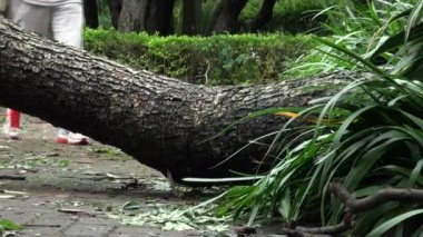 Taipei, Tayvan-13 Temmuz 2013: Yürüyen insanlar, devrilen ağaçların kökleri ve Daan parkının yıkıntıları Tayfun Soulik tarafından yok edildi, doğal afetler, tayfunlar, kasırgalar, Dan videoları için mükemmel