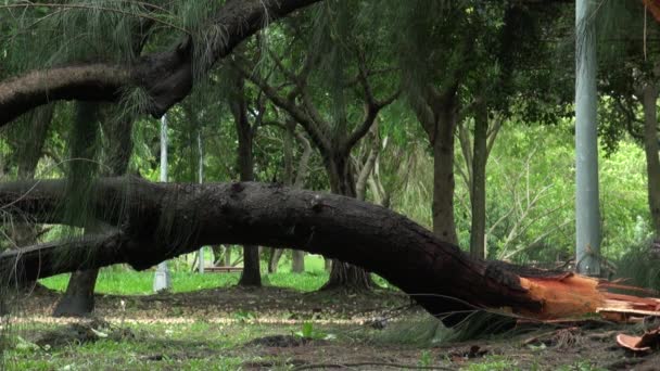 Gevallen Bomen Wrakstukken Uit Daan Park Vernietigd Door Typhoon Soulik — Stockvideo