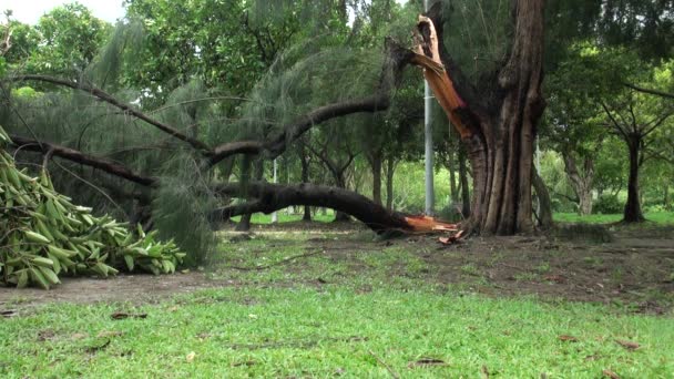 Padlé Stromy Trosky Daan Parku Zničil Tajfun Soulik Taipei Tchaj — Stock video