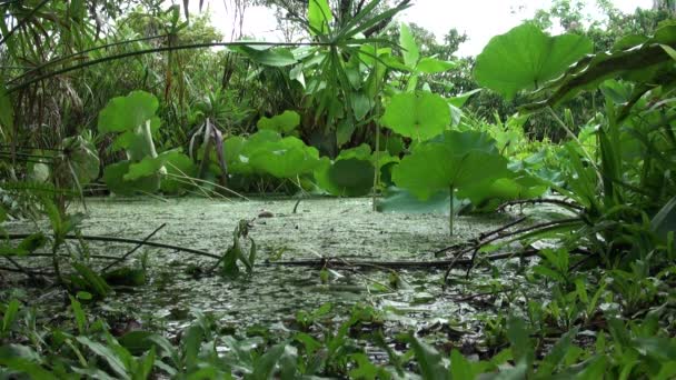 Blütenlotus Wasser Des Park Dan — Stockvideo