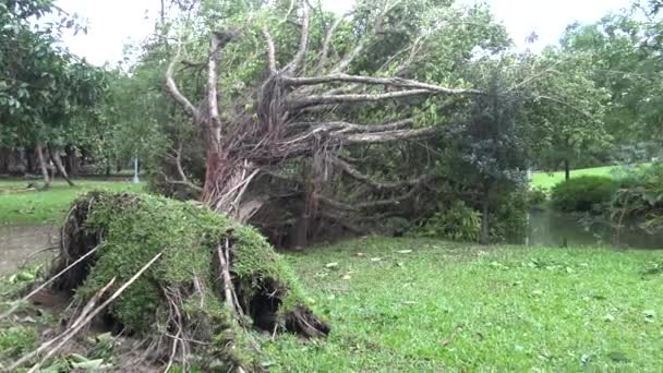 热带风暴吹袭台湾大安公园后 台风杜娟4K Dan对树木造成的破坏 — 图库视频影像