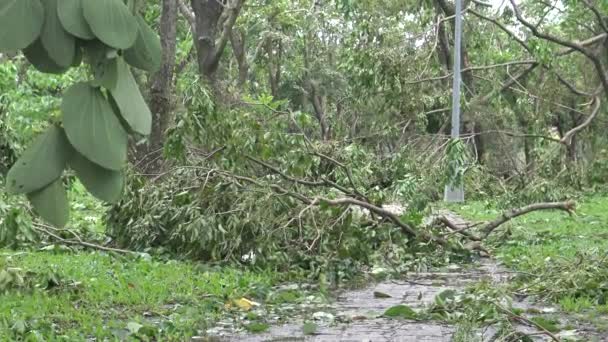 Danneggiamento Dell Albero Caduto Dopo Che Tempesta Tropicale Colpito Taiwan — Video Stock