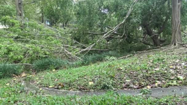 Dano Árvore Caída Após Tempestade Tropical Atinge Taiwan Parque Daan — Vídeo de Stock