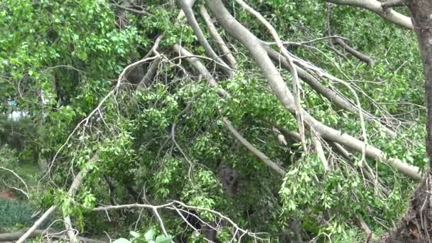 Danneggiamento Dell Albero Caduto Dopo Che Tempesta Tropicale Colpito Taiwan — Video Stock