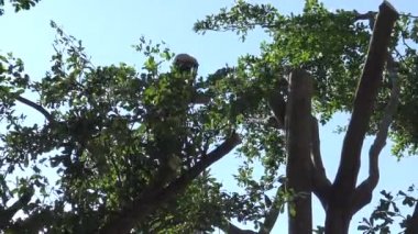 Taipei, Tayvan-28 Mayıs 2015: 4K Asyalı profesyonel bahçıvan Taipei, Tayvan-Dan 'de bir yaz günü yüksek vinçle ağaç dalları kesiyor.