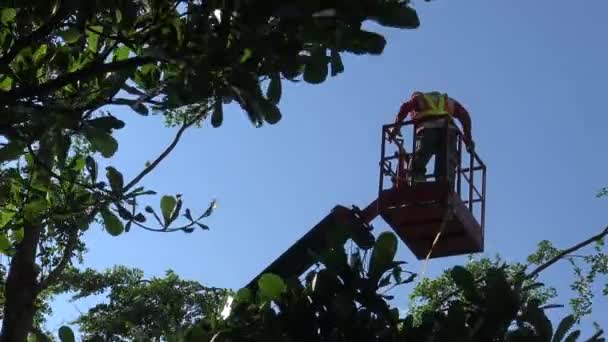 Tchaj Pej Tchaj Wan Květen 2015 Asijský Profesionální Zahradník Vysokém — Stock video