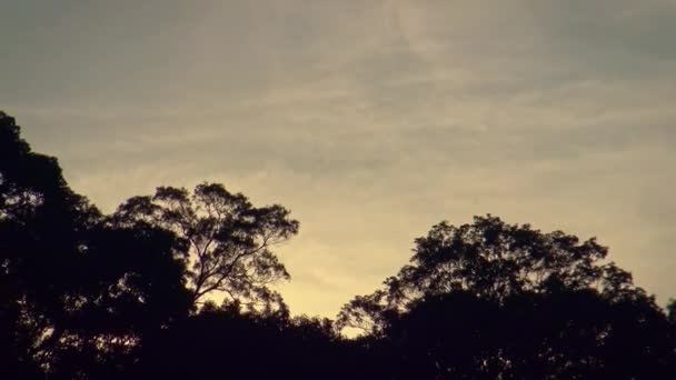 Haut Des Arbres Avec Coucher Soleil Sur Fond Dan — Video