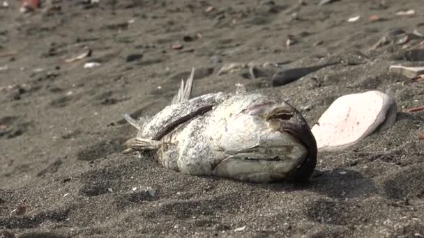 Mrtvá Ryba Pro Znečištění Nebo Životní Prostředí Koncept Břehu Vodní — Stock video