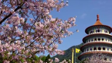 Tamsui 'deki Tian Yuan Gong Tapınağı' nda 4K Kiraz çiçeği sakura çiçeği. Cennetin tapınağı farklı taoist tanrılara adanmış uzun bir tapınaktır. Tianyuan, Taipei-Dan 'de bir turizm merkezi.