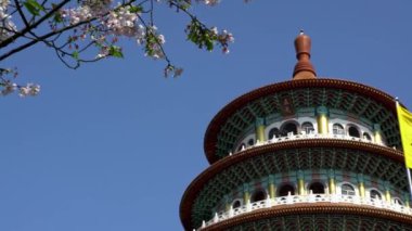Tamsui 'deki Tian Yuan Gong Tapınağı' nda 4K Kiraz çiçeği sakura çiçeği. Cennetin tapınağı farklı taoist tanrılara adanmış uzun bir tapınaktır. Tianyuan, Taipei-Dan 'de bir turizm merkezi.