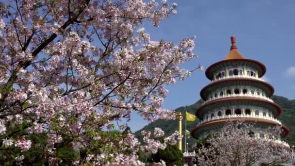 Tamsui Deki Tian Yuan Gong Tapınağı Nda Kiraz Çiçeği Sakura — Stok video