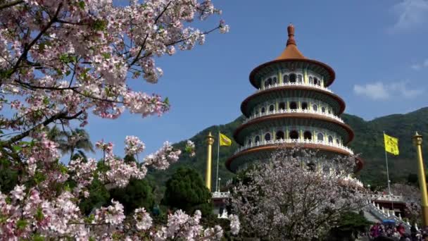 Taipei Taiwan Março 2018 Flor Cerejeira Flor Sakura Templo Tian — Vídeo de Stock