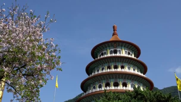 Flor Cerezo Flor Sakura Tian Yuan Gong Templo Tamsui Templo — Vídeos de Stock