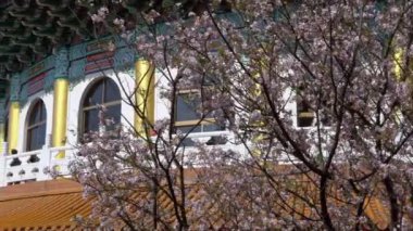 Taipei, Tayvan-22 Mart 2018: 4K Kiraz çiçeği sakura Tamsui 'deki Tian Yuan Gong tapınağında. Cennetin tapınağı, Taoist tanrılara adanmış uzun pagoda tapınağı. Tianyuan turistik bir yer. Dan.