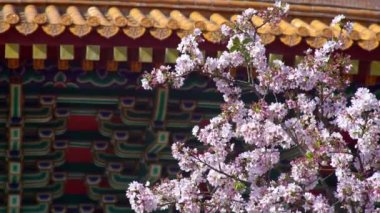 Tamsui 'deki Tian Yuan Gong Tapınağı' nda 4K Kiraz çiçeği sakura çiçeği. Cennetin tapınağı farklı taoist tanrılara adanmış uzun bir tapınaktır. Tianyuan, Taipei-Dan 'de bir turizm merkezi.