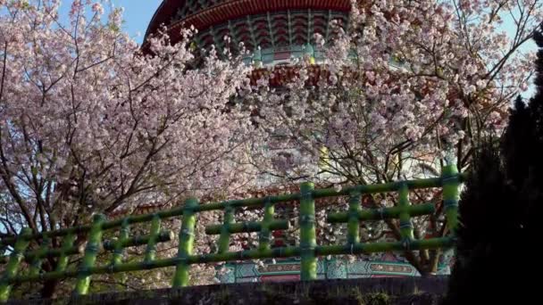 Flor Cerejeira Flor Sakura Templo Tian Yuan Gong Tamsui Templo — Vídeo de Stock