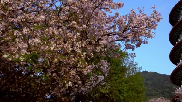 Cherry Květ Sakura Květ Chrámu Tian Yuan Gong Tamsui Chrám — Stock video