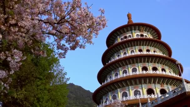 Körsbärsblomma Sakura Blomma Vid Tian Yuan Gong Tempel Tamsui Himmelens — Stockvideo