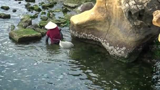 2015年5月30日 4K台湾 新北市万利にある永良ジオパークの海岸景観で海藻を採集するためにビーチで働くアジア人農家の女性 — ストック動画