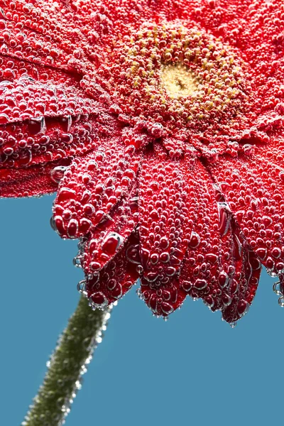 水滴で覆われているガーベラの花 — ストック写真