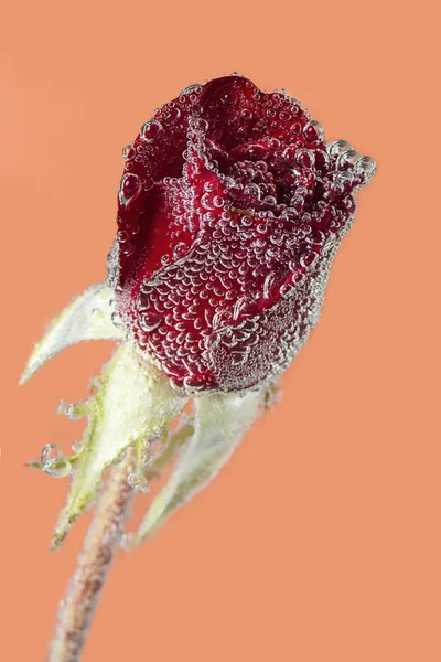 Rose rouge dans l'eau minérale — Photo