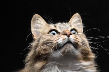 kedi merakla baktı