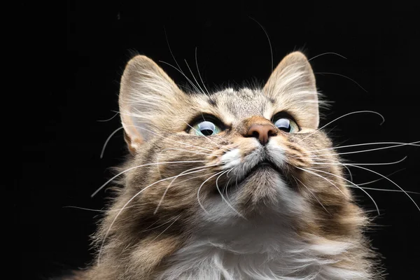 Kočka vypadá podivně — Stock fotografie