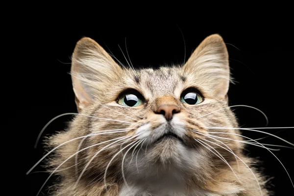 Cat on a black background looks up — Stock Photo, Image