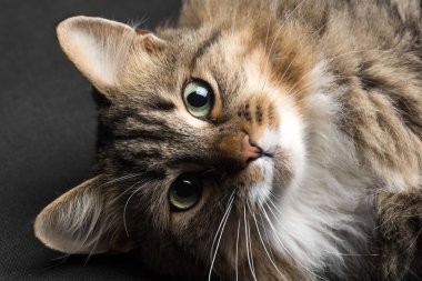 yerli kedi tepesinden fotoğraf