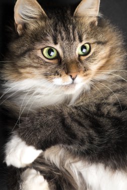 kedi yalan ve siyah bir arka plan üzerinde seyir