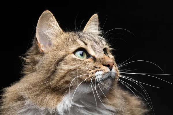 Retrato em veia escura de gato vermelho — Fotografia de Stock