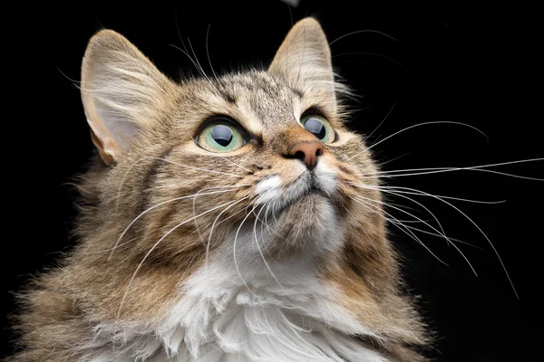 Portrait in dark vein of red cat — Stock Photo, Image