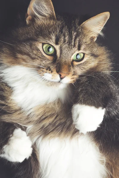 Retrato vintage de um belo gato ruivo — Fotografia de Stock