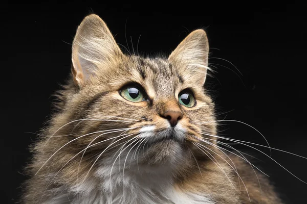 Porträt in dunkler Ader der roten Katze — Stockfoto