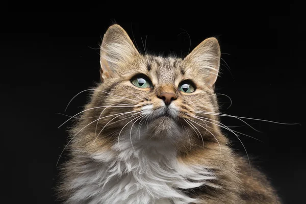 Porträt in dunkler Ader der roten Katze — Stockfoto