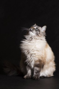 kabarık Siyam kedisi portresi