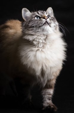 güzel kedi seyir siyah bir zemin üzerine fotoğraf