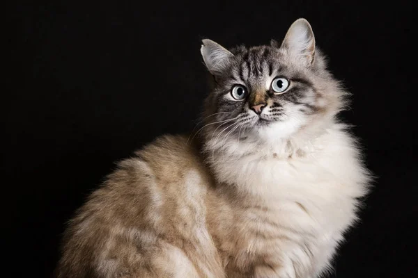 Retrato de gato siamês em um fundo preto — Fotografia de Stock