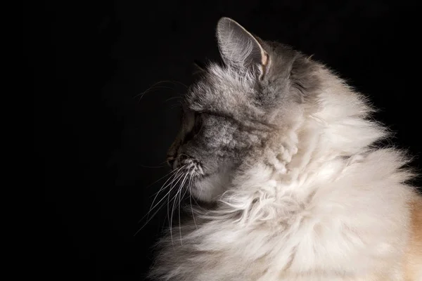 Siamese gato olhando para a escuridão — Fotografia de Stock