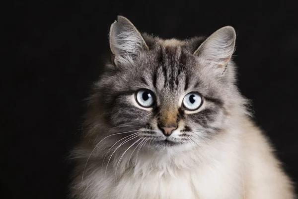 Modeporträt einer siamesischen Katze mit blauen Augen — Stockfoto