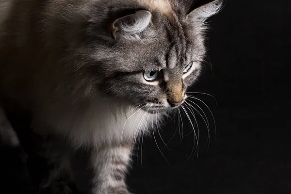 Siamkatze auf schwarzem Hintergrund jagt — Stockfoto