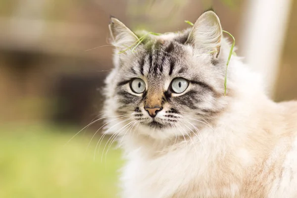 Belo retrato de outono de um gato siamês — Fotografia de Stock