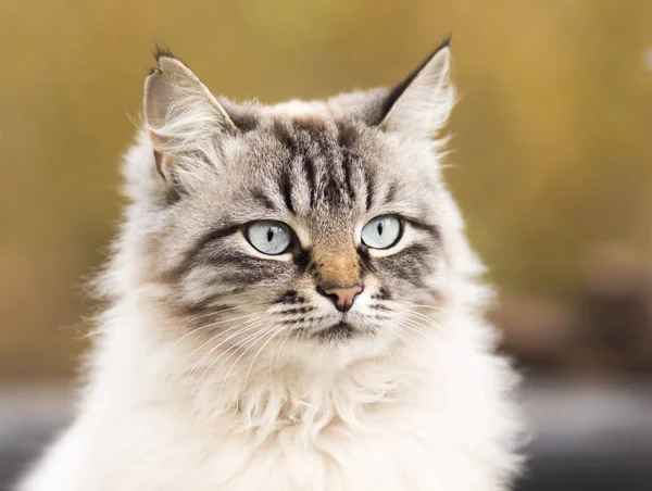 Őszi portréja egy bolyhos Sziámi macskák — Stock Fotó