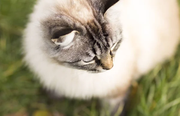 Retrato de alto ángulo de un gato siamés —  Fotos de Stock