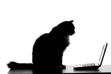 kedi bir dizüstü bilgisayarda İnternet video seyir silüeti
