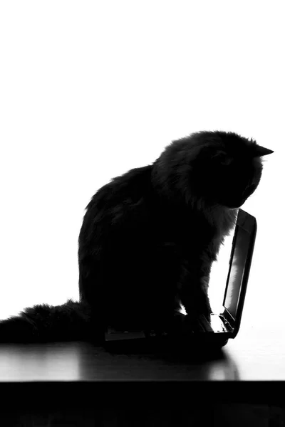 Silhouette of a cat sitting on the keyboard — Stock Photo, Image