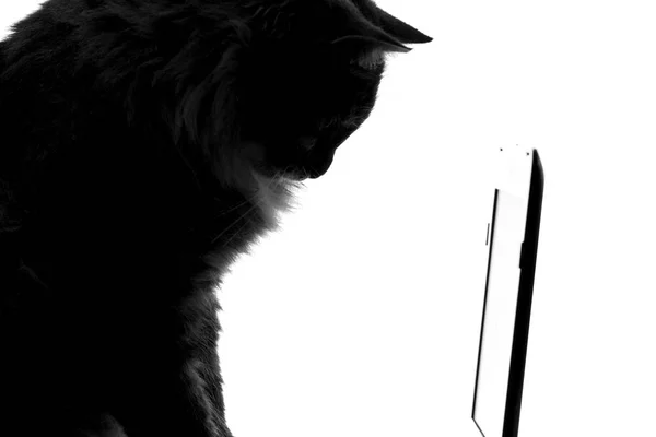 Silueta kočky při pohledu na hru netbook — Stock fotografie