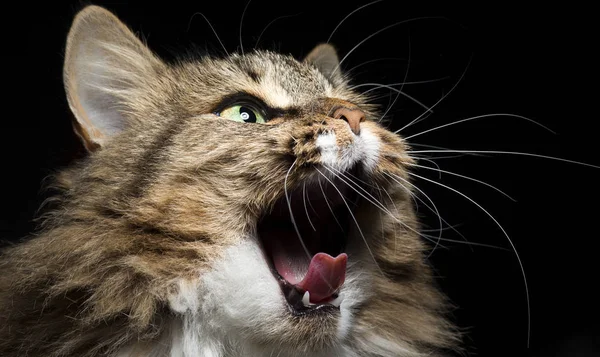 Cat just waking up and yawning — Stock Photo, Image
